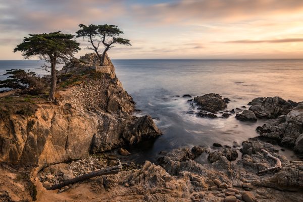 Coastal cypress tree